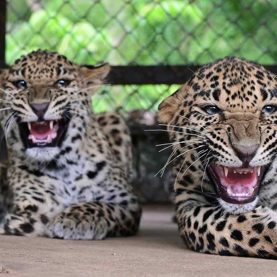 A pair of leopards and a grey wolf are coming to Purulia Zoo