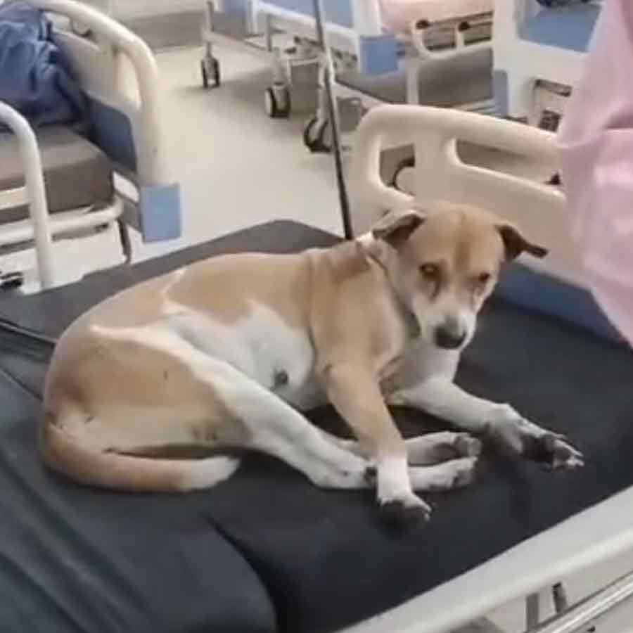 Dog in Hospital Bed