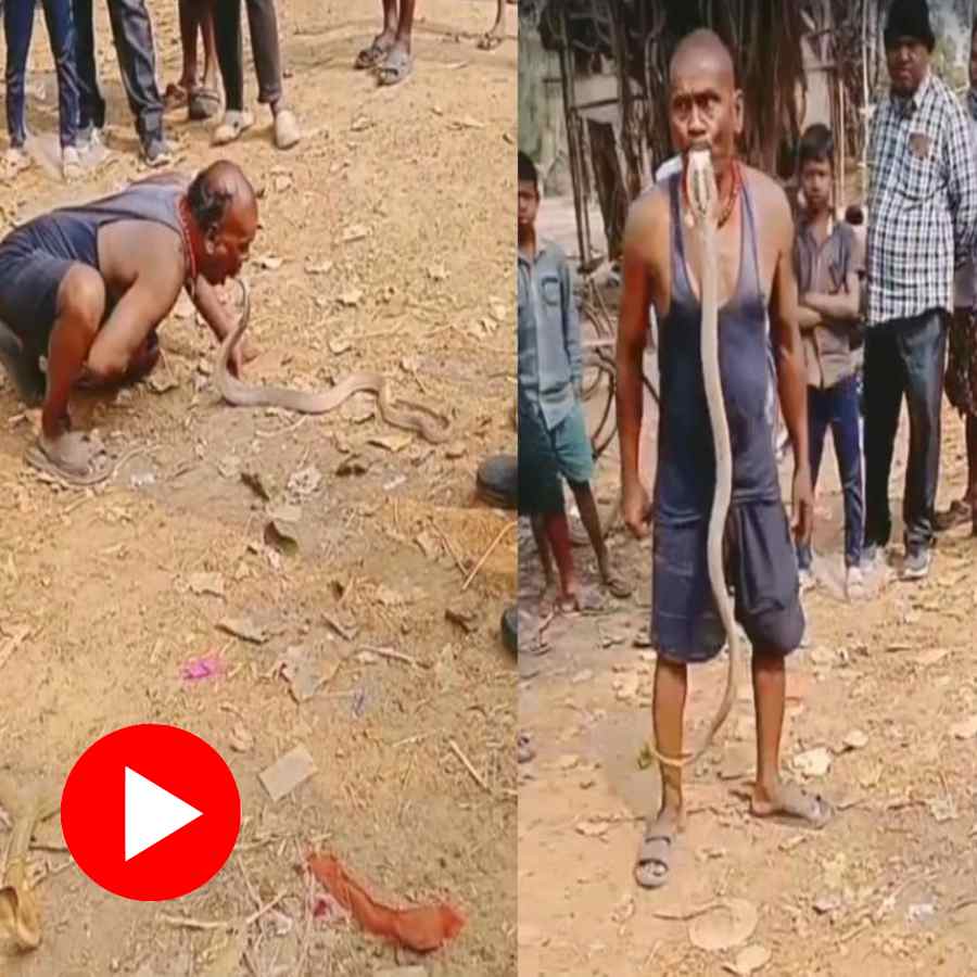 Odisha man picking up a deadly king cobra with his mouth