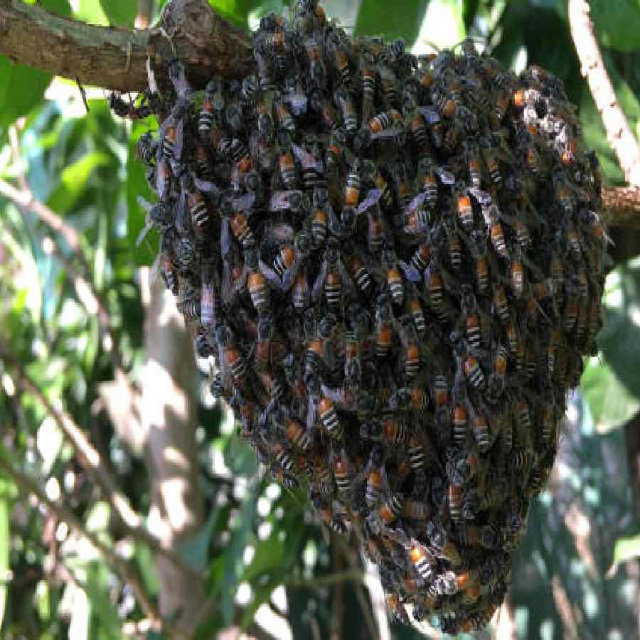 A woman in Madhya Pradesh lost her life while saving 20 children from a sudden bee attack