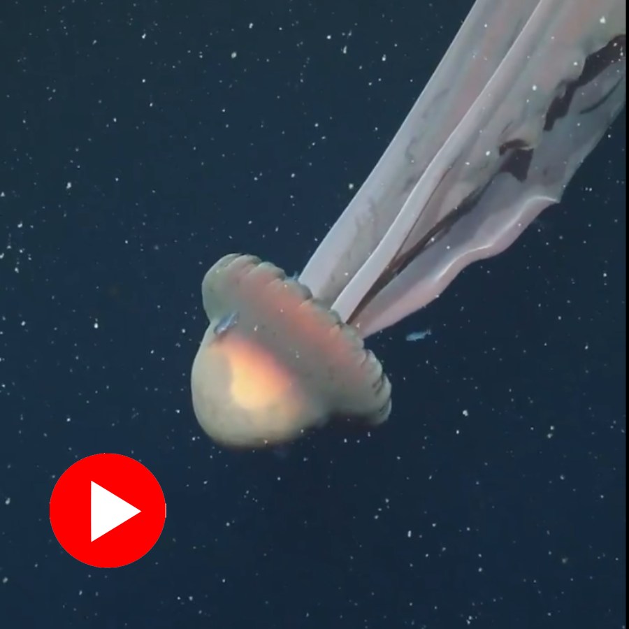Video shows giant rare jellyfish discovered in Argentina