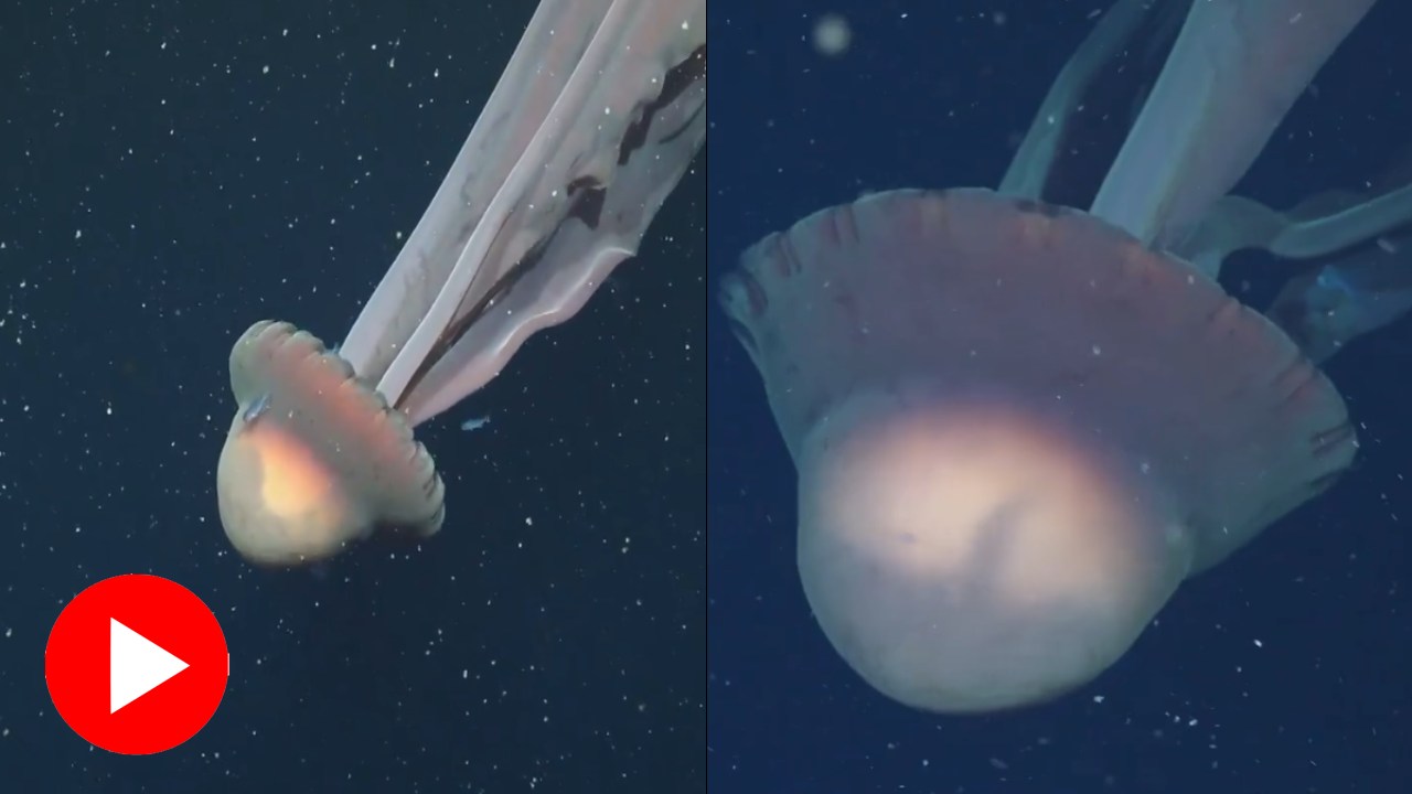 Video shows giant rare jellyfish discovered in Argentina