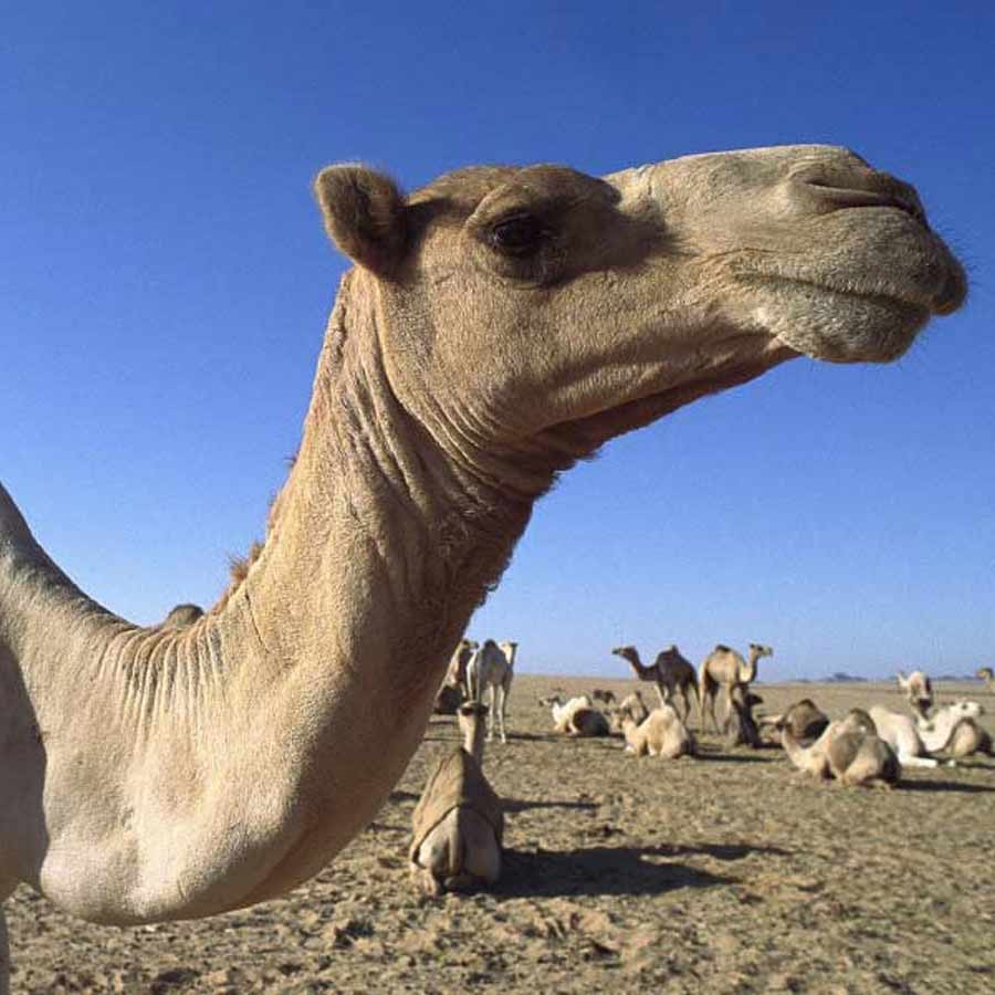 Camels will also have passports dgtl
