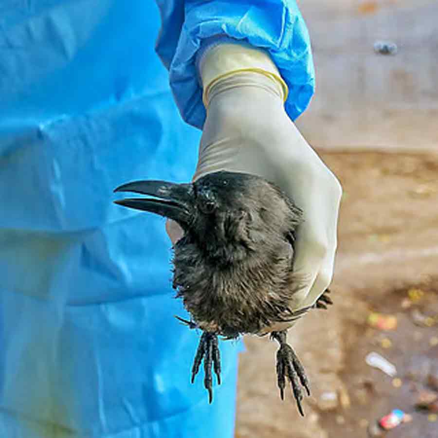Bird Flu outbreak in Chennai, hundreds of crows found dead, Tamil Nadu government issues advisory dgtl
