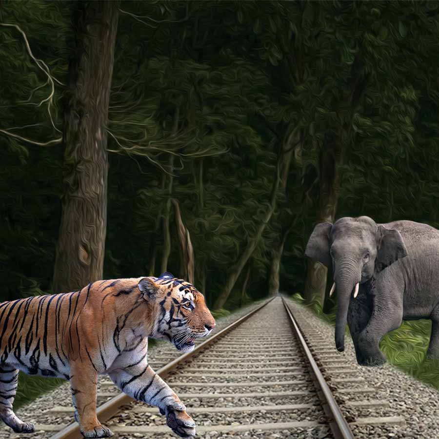 Controversy erupts after Indian Railways announces restoration of railway line through Buxa Tiger Reserve dgtld