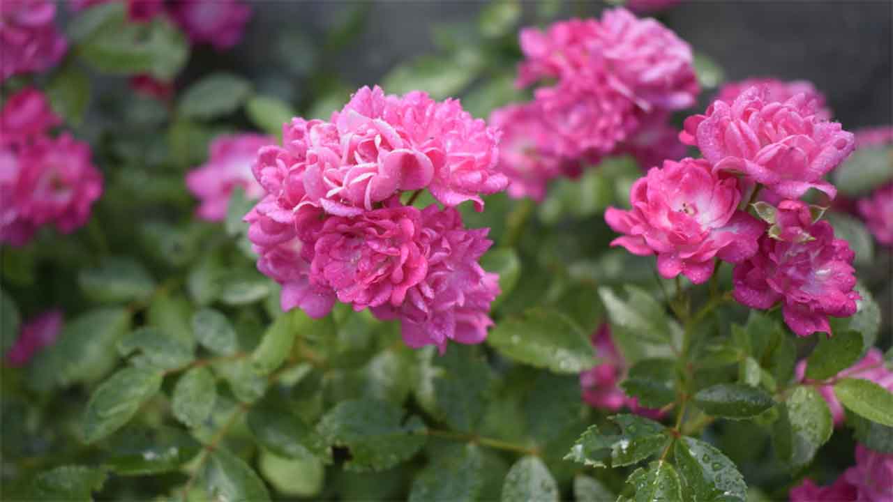 মিনি রঙ্গন