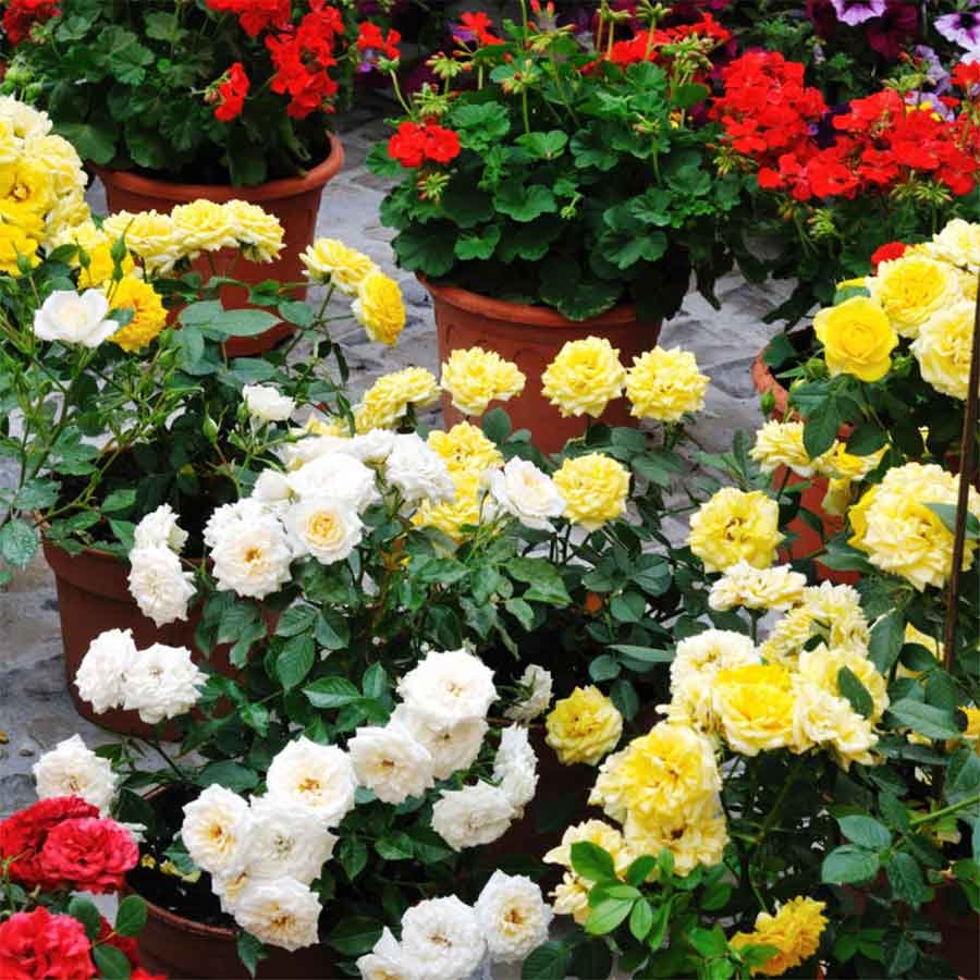 মিনি রঙ্গন