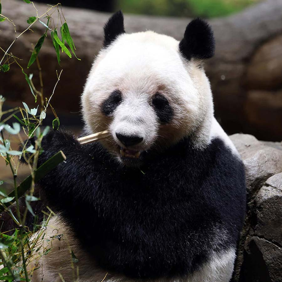 দেখা: সেই দু’টি পান্ডার একটি।