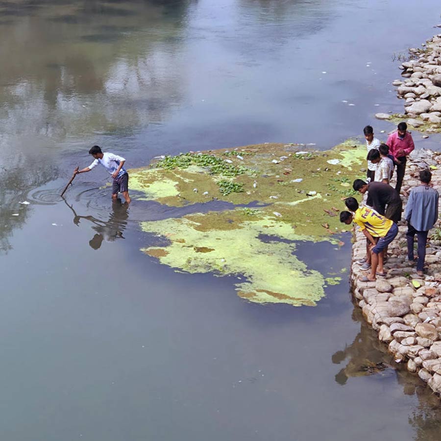 করলায় ভেসে ওঠা মরা মাছ ধরতে ভিড়। রবিবার জলপাইগুড়িতে।