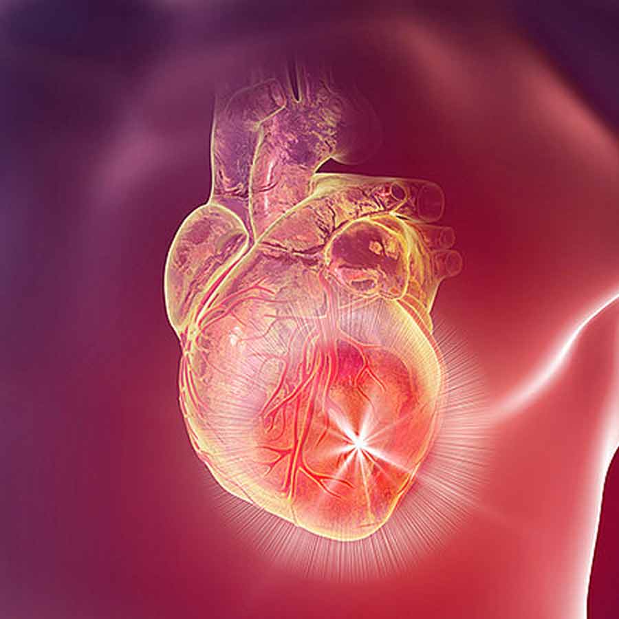 New study has found that human heart muscle cells can regenerate after a heart attack