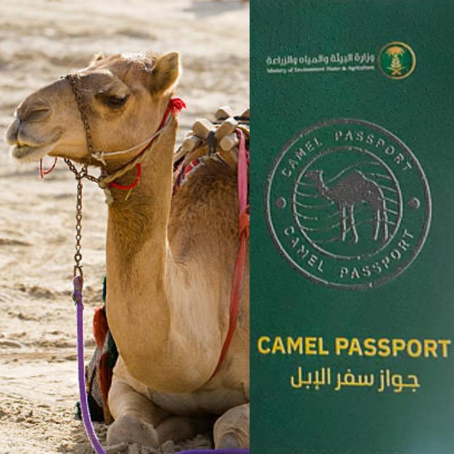 উটেদের পাসপোর্ট।