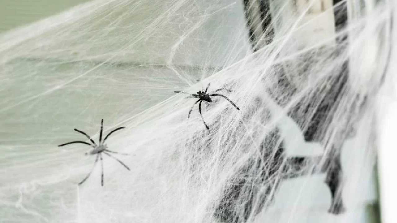 মাকড়সার উৎপাত থেকে বাঁচার উপায় কী?