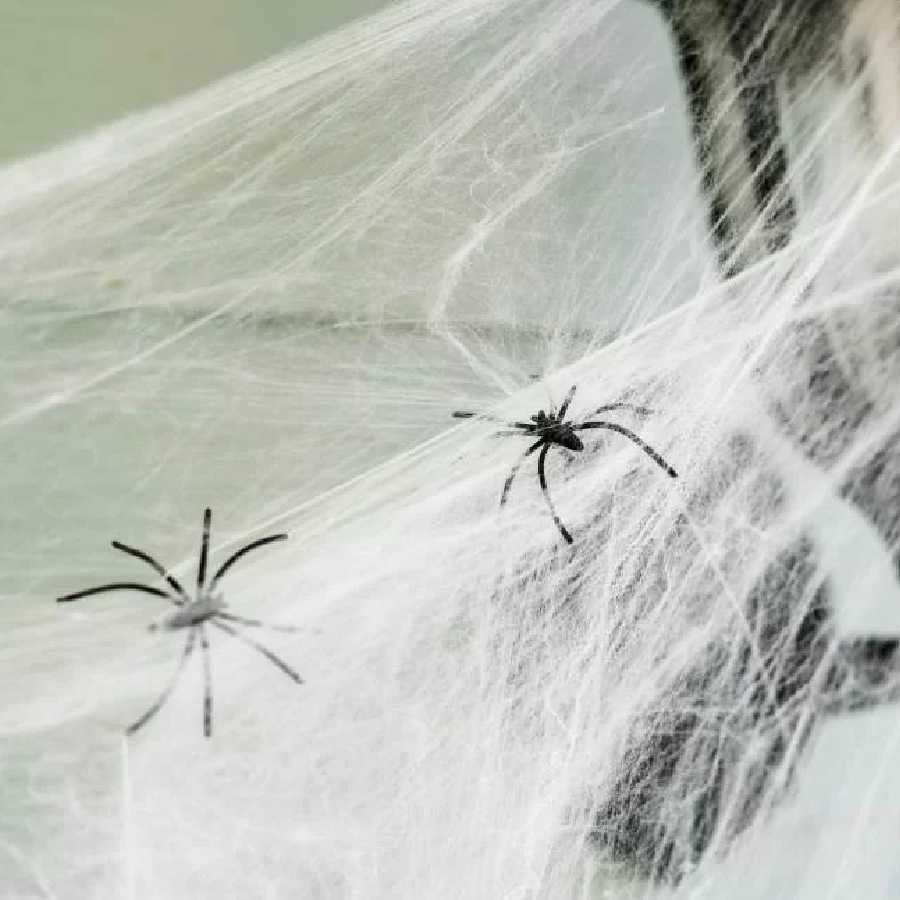 মাকড়সার উৎপাত থেকে বাঁচার উপায় কী?