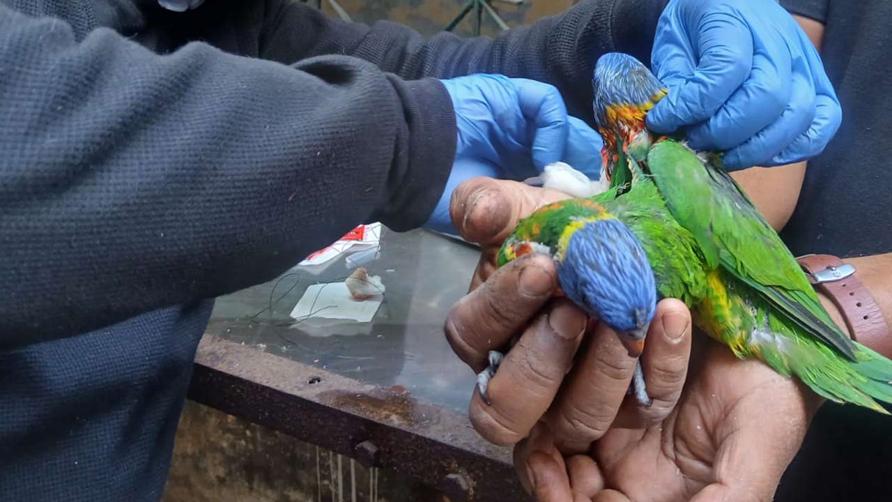 অস্ত্রোপচারের পর টিয়াপখি দু’টির সঙ্গে পশু চিকিৎসক।
