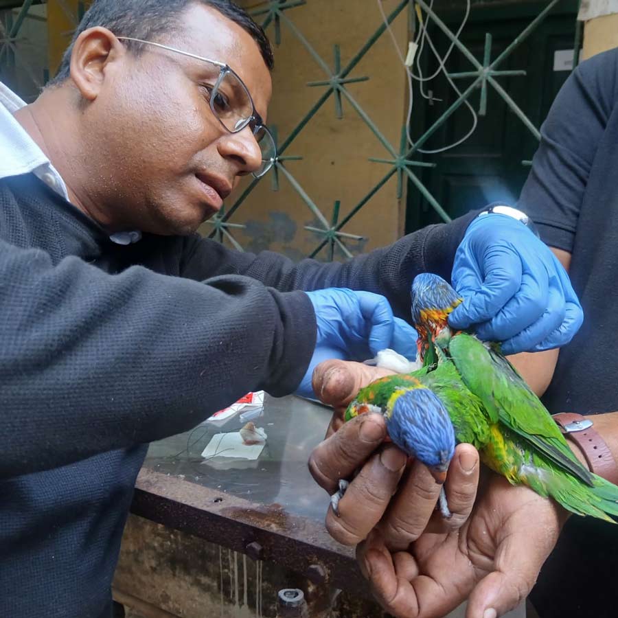অস্ত্রোপচারের পর টিয়াপখি দু’টির সঙ্গে পশু চিকিৎসক।