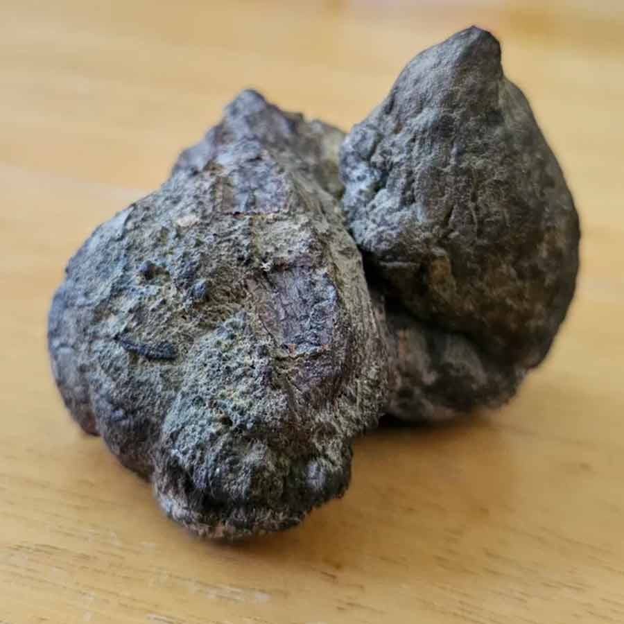 Fossilised vomit of land animal tells the menu of predators that lived 29 crore years ago