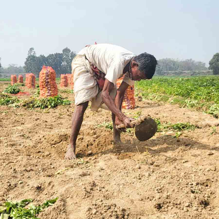 জমি থেকে নতুন আলু তুলছেন চাষি। সোমবার নলহাটির চামটি বাগান এলাকায়।