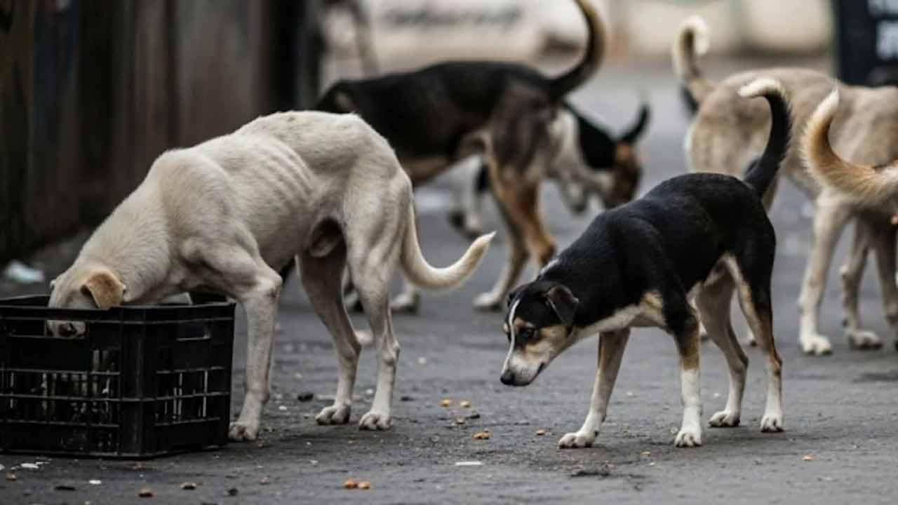 Nadia Stray Dog Death