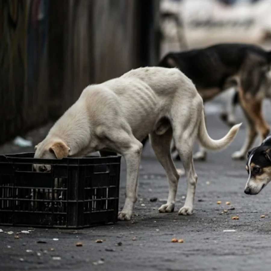 Nadia Stray Dog Death