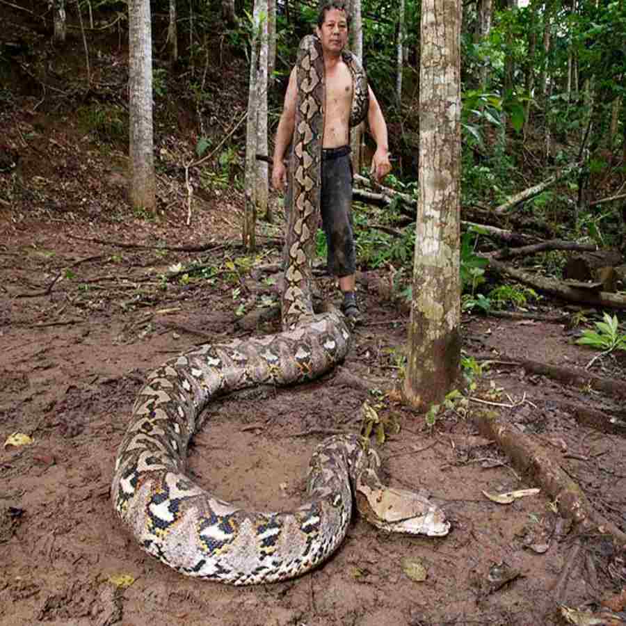 A giant reticulated python in Indonesia recognized by Guinness World Records dgtl