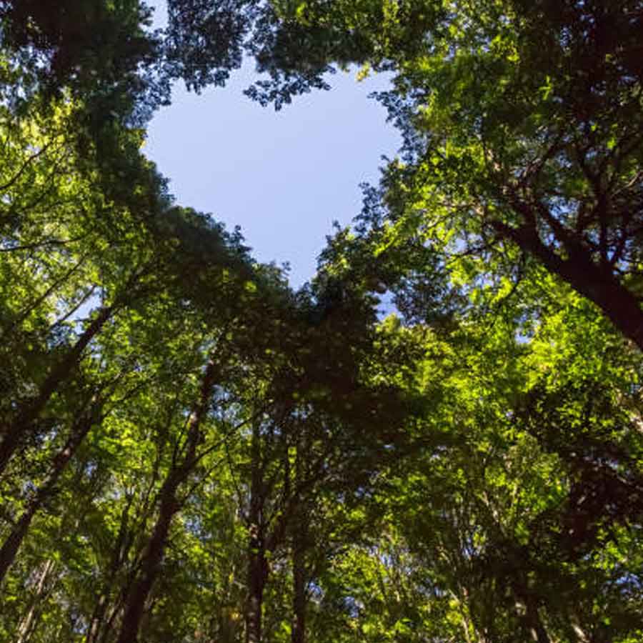 প্রেম কী? কখনও তা একলা মুহূর্ত যেখানে প্রেম বহমান জলের মতো, কখনও আবার তা প্রিয় মানুষের আলিঙ্গনের উষ্ণতা। আবার প্রেম মানে ভরসা বা বিশ্বাস যা ধরিত্রীর মতনই আঁকড়ে রাখে প্রিয় মানুষকে। প্রেম সেই সম্পর্ক যা শত বাধা সত্ত্বেও টিকে যায় সময়ের পরীক্ষায় ঠিক যেমন চিরসবুজ অরণ্য। 