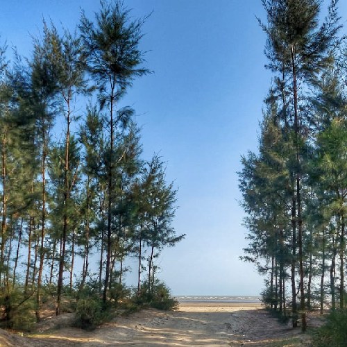 নিরালা সৈকতে সবুজ সঙ্গ দেবে।  প্রেম দিবসের গন্তব্য হতে পরে যমুনাসুল।