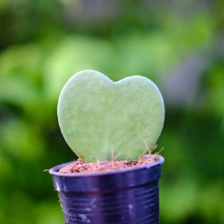 Heart-Leaf Houseplants: The Best Indoor Greenery for a Romantic Home Décor