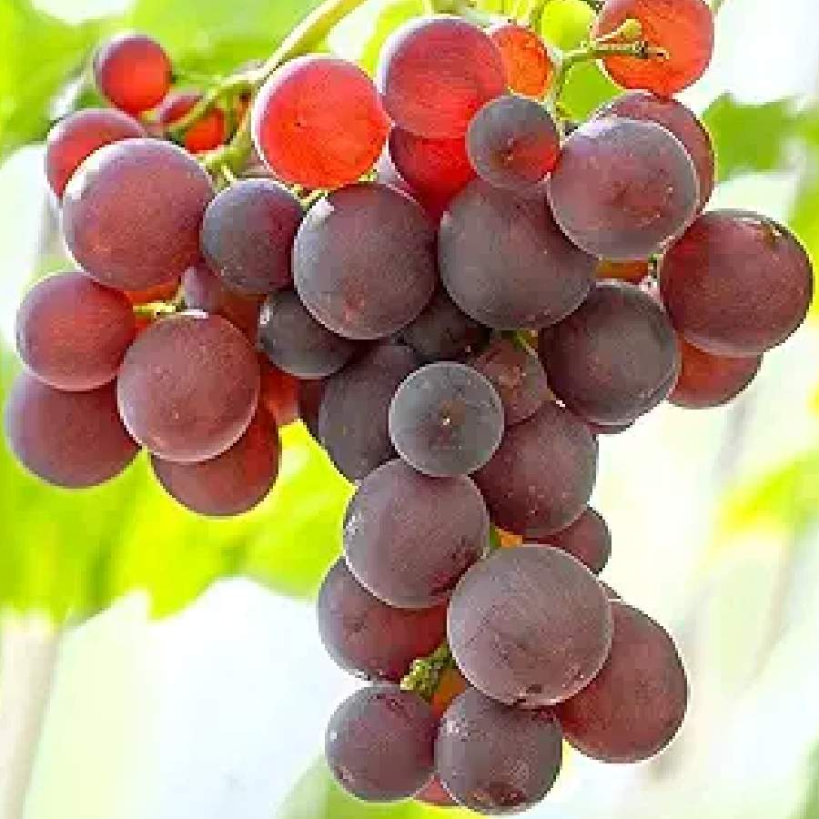 আঙুর পরিষ্কার করবেন কী ভাবে?