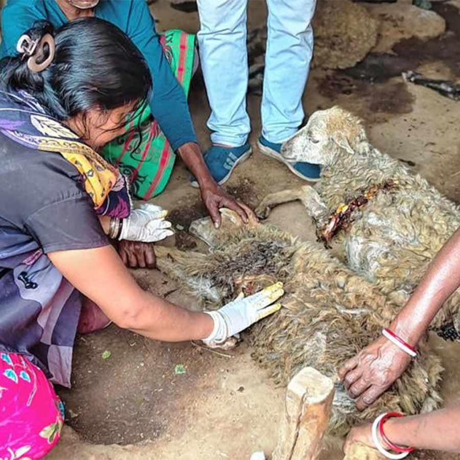 চিকিৎসা চলছে জখম ভেড়াদের। কাশীপুরের কাদুড়ি গ্রামে।