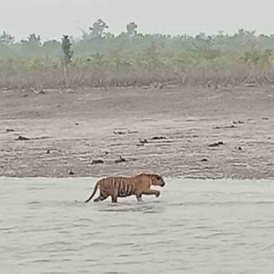 ক্যামেরায় ধরা পড়ল বাঘ।