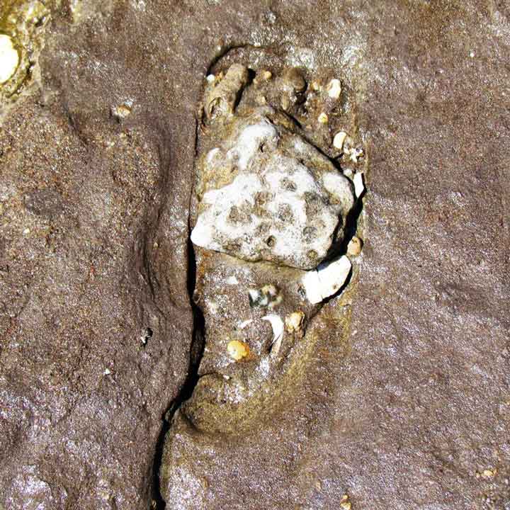 নিউ মেক্সিকোয় মরুভূমিতে পাওয়া পায়ের ছাপ।