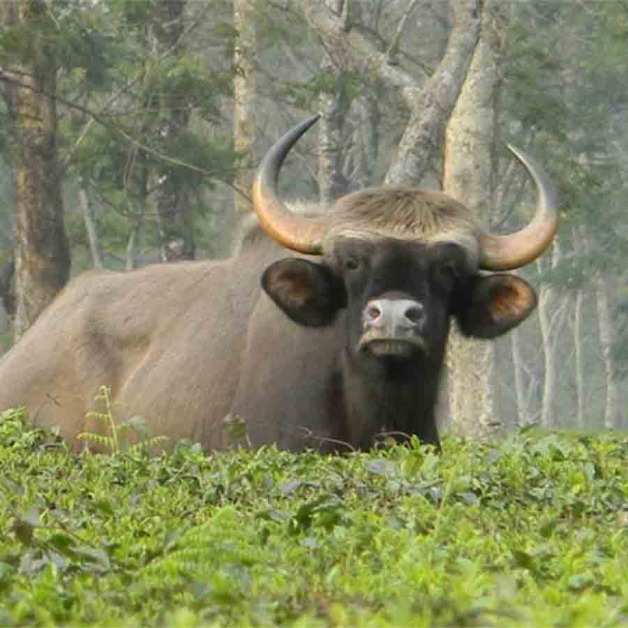 বাইসনের হমলায় মৃত্যু।