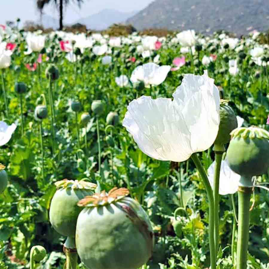 রঙিন ফুলে ভরা পোস্ত চাষ নষ্ট করল পুলিশ প্রশাসন। বলরামপুরে।