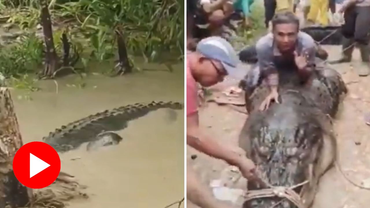 Video shows crocodile kills Indonesian woman in river, locals retaliate after body surfaces
