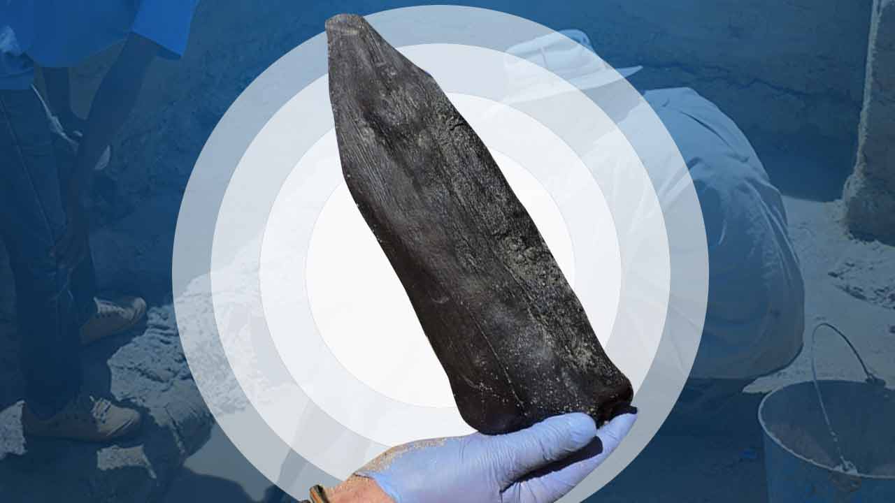 প্রাচীন যুগে ব্যবহৃত কাঠ আবিষ্কার আফ্রিকায়।