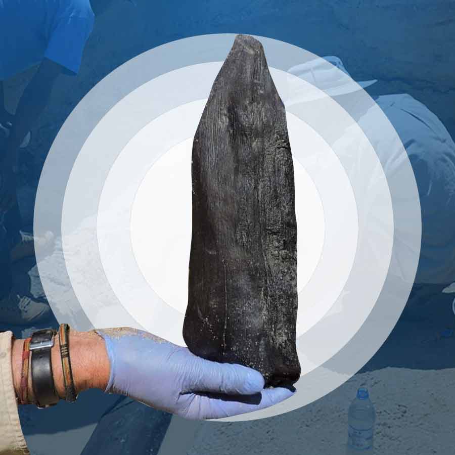 প্রাচীন যুগে ব্যবহৃত কাঠ আবিষ্কার আফ্রিকায়।