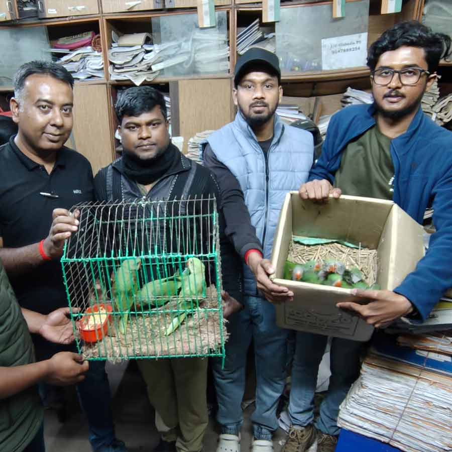 15 Alexandrine parakeets seized from a house in Uluberia of Howrah District