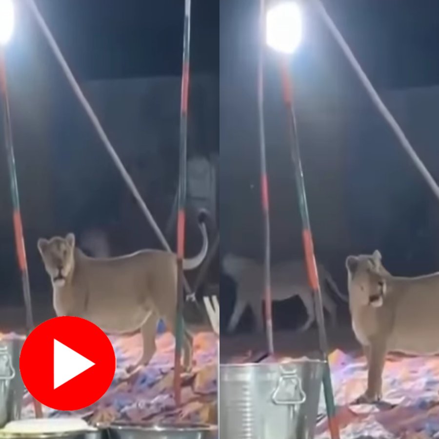 Video claims lions enter wedding venue in Gujarat’s Juangadh, netizens raises question on authenticity of video
