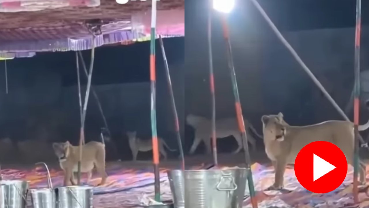 Video claims lions enter wedding venue in Gujarat’s Juangadh, netizens raises question on authenticity of video