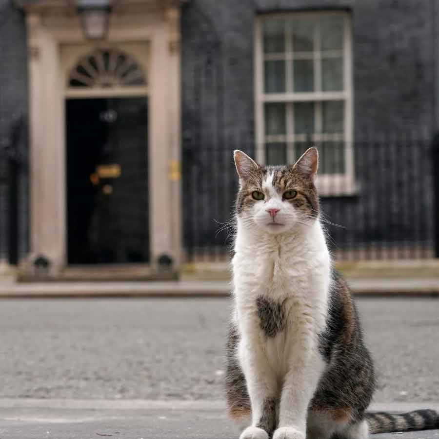 Larry marks 15 years as 10 number downing streets mouse catcher dgtl