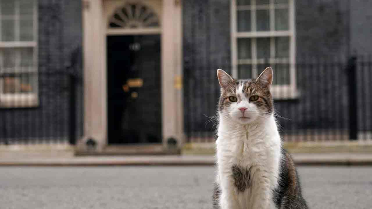 ১০ নম্বর ডাউনিং স্ট্রিটের সেই কালো দরজার সামনে ল্যারি।