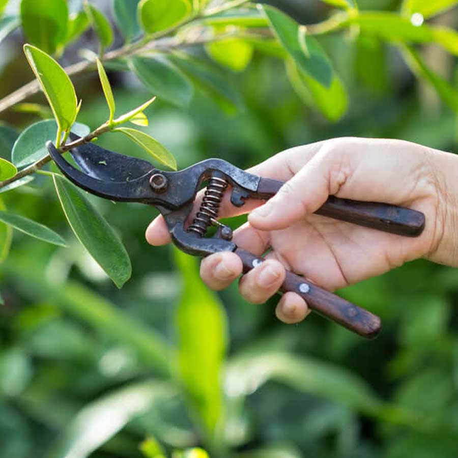 গাছের ডালপালা ছাঁটাইয়েরও কৌশল আছে, সেটি কী?