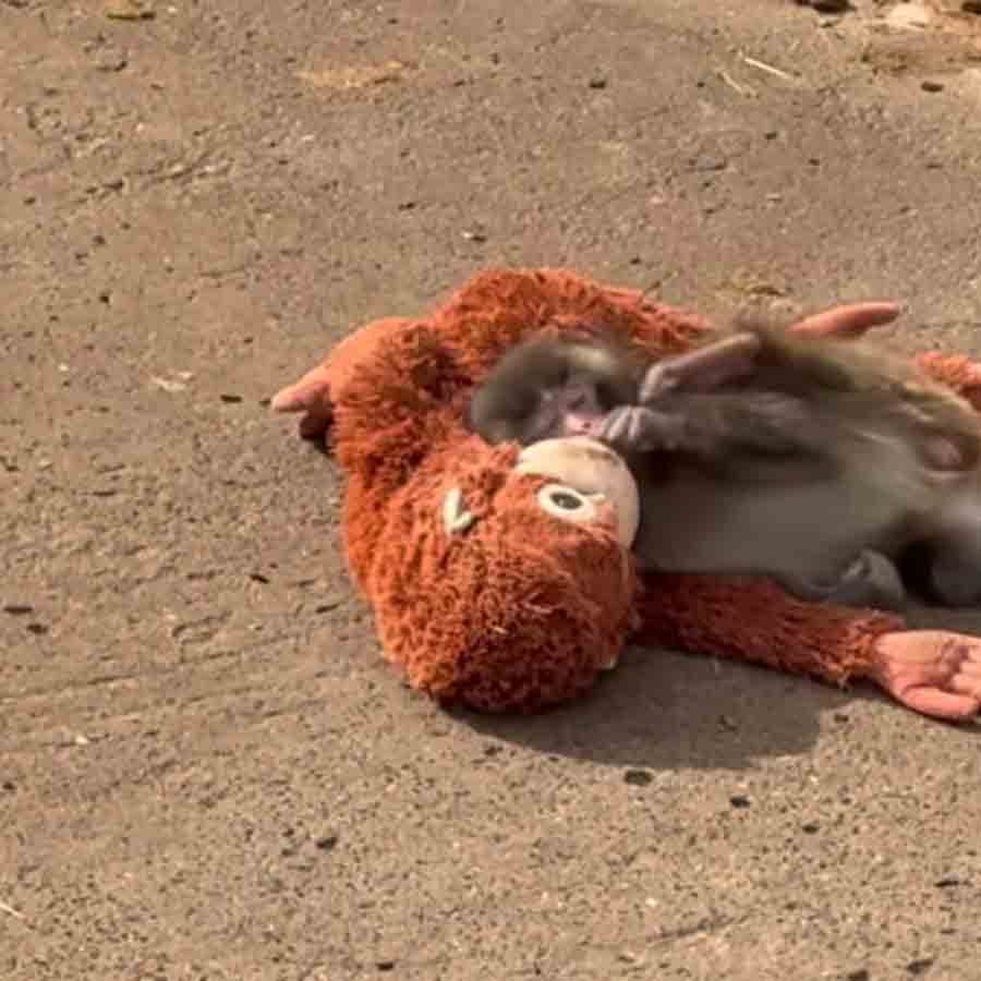 ভাইরাল পুঞ্চ-কুন।