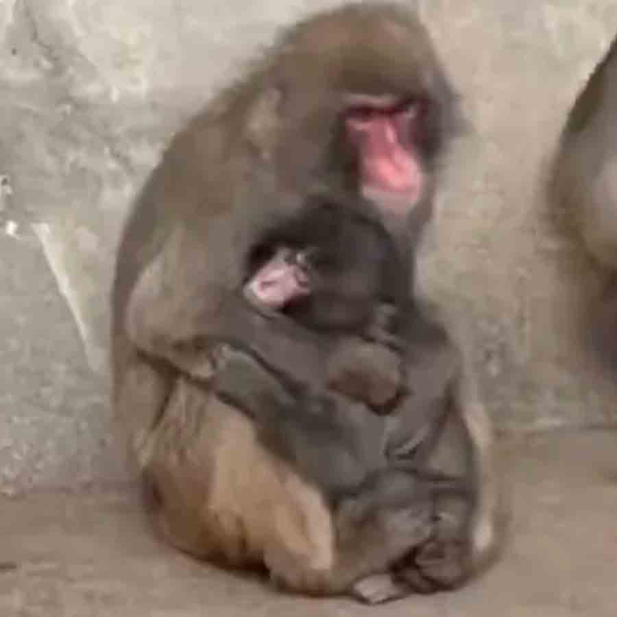 কোলে পুঞ্চ। 