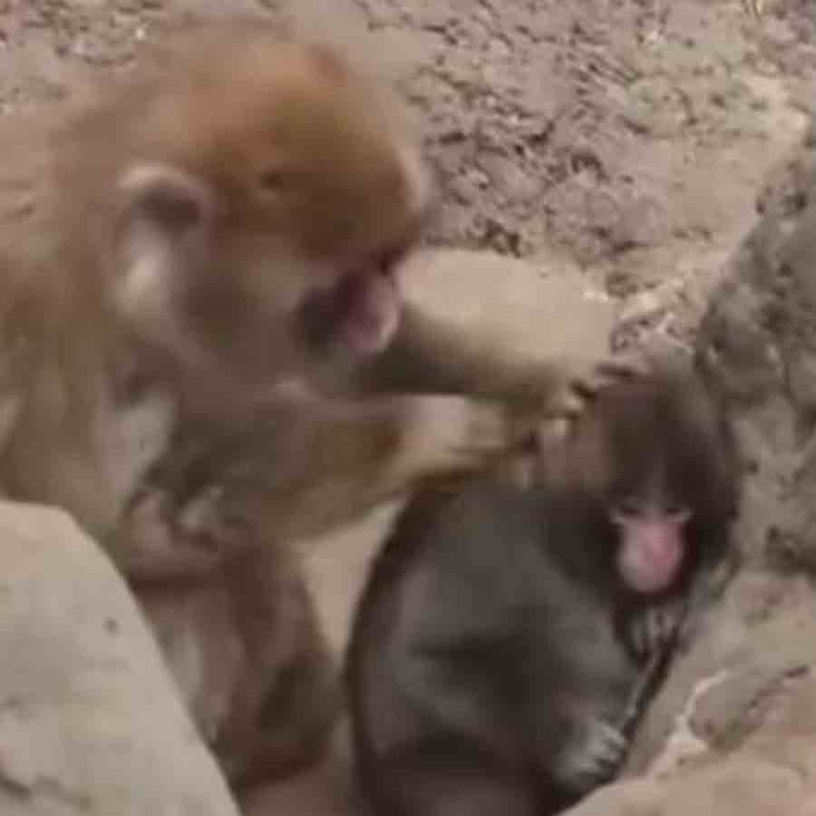 প্রথম মমত্বের স্বাদ। 