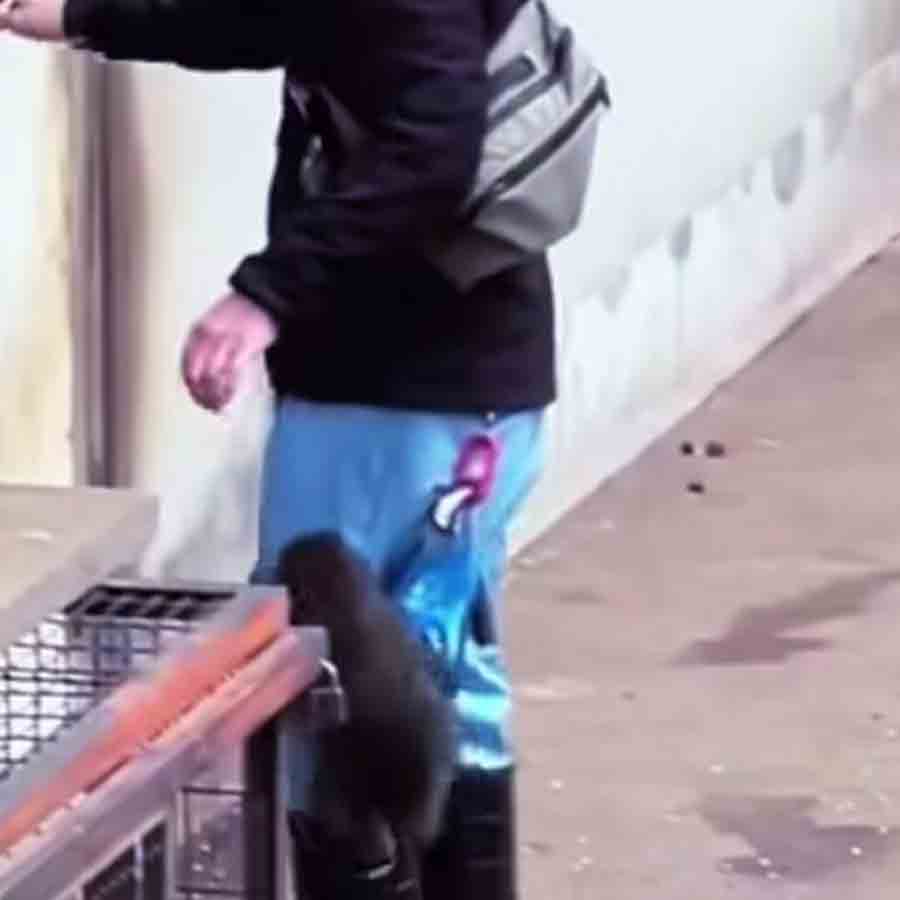 কোলে ওঠার চেষ্টা করছে ম্য়াকক প্রজাতির ছোট্ট বাঁদর পুঞ্চ।