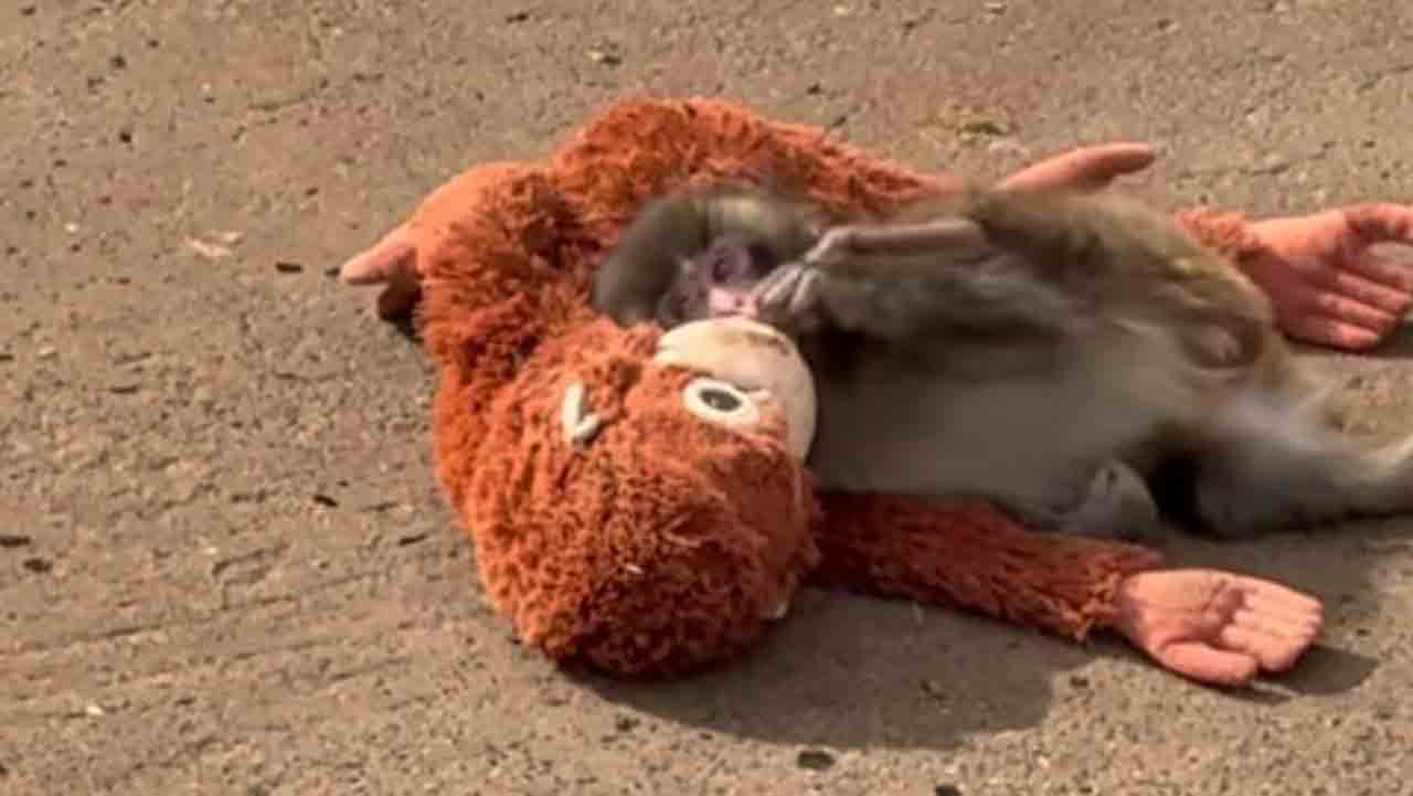 ভাইরাল পুঞ্চ-কুন।