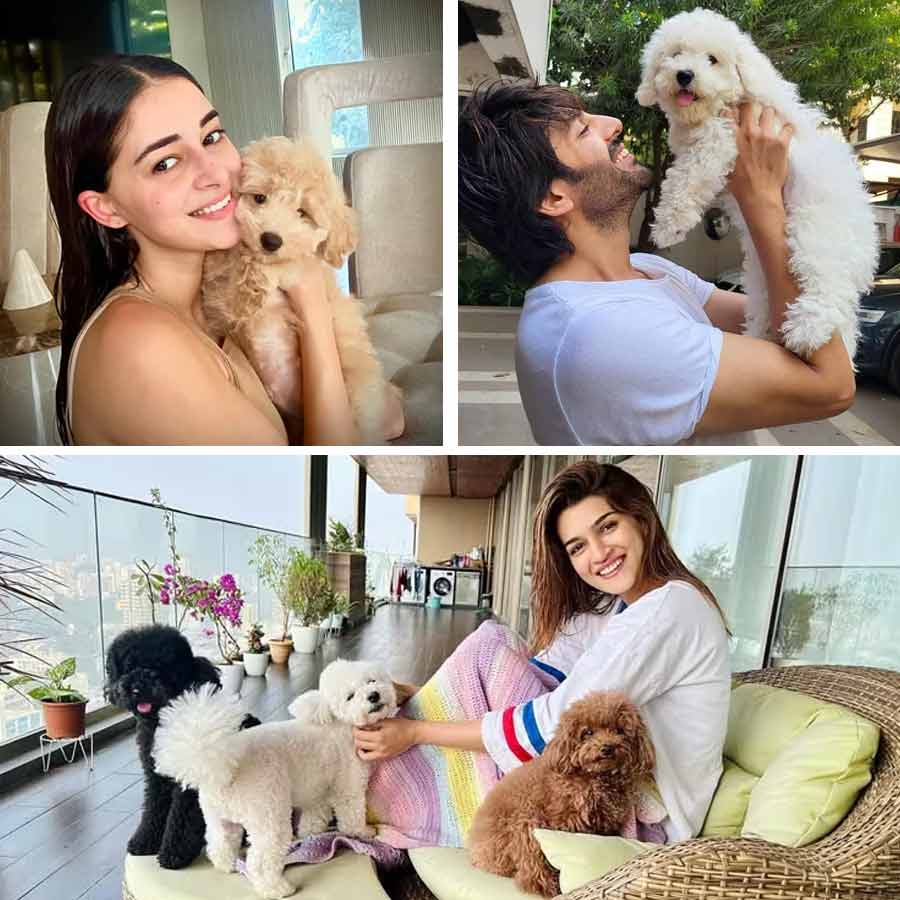 5 Bollywood Stars Whose Dogs Are more Famous than them dgtl