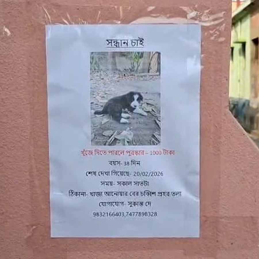 ‘টুনটুনি’-র খোঁজ দিলে হাজার টাকা পুরস্কার। পোস্টার পড়েছে বর্ধমান শহরে।