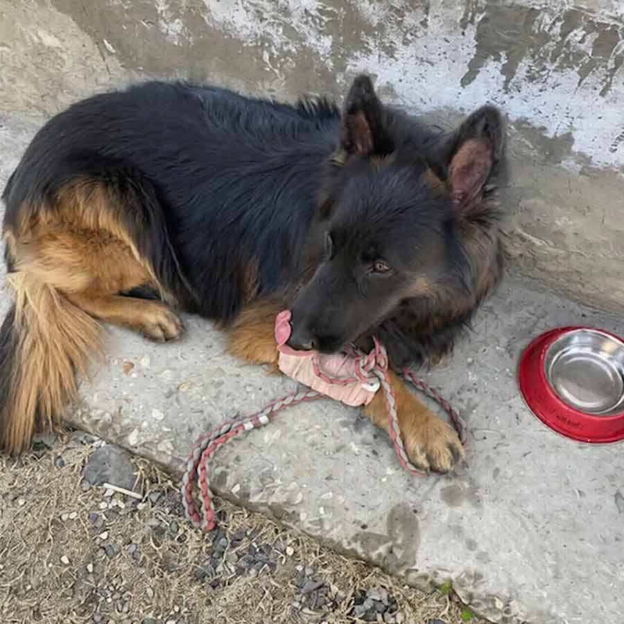 সেনাবাহিনীর সারমেয় ‘টাইসন’।